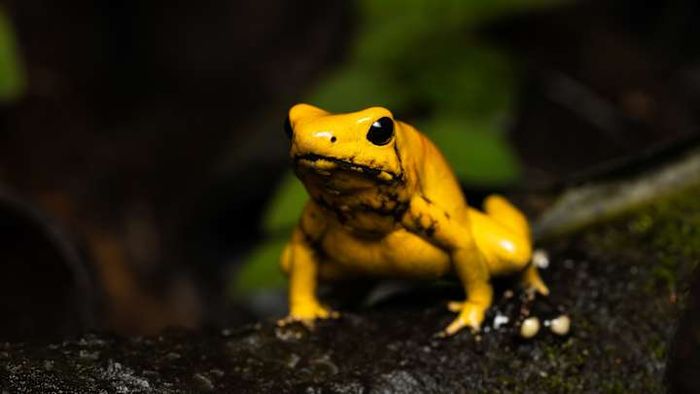 The incredibly small yet potent golden poison dart frog.