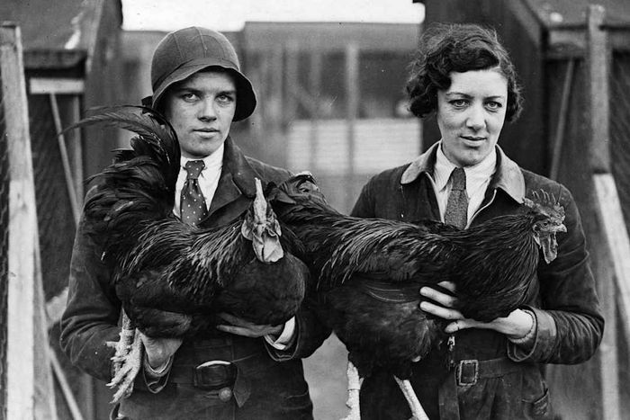 Poultry Twins