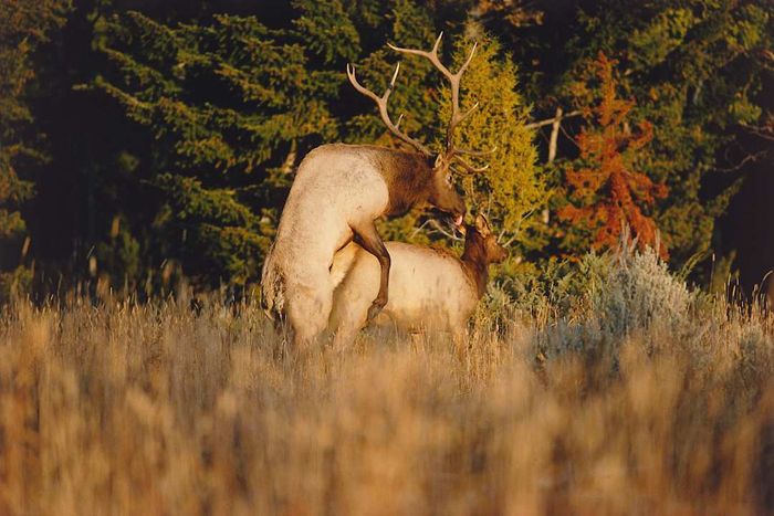 Two elk mating in Yellowstone National Park, Wyoming
