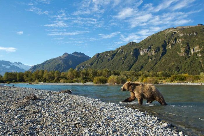 A Grizzly Bear crossing a stream with mountains in the background at Katmai National Park