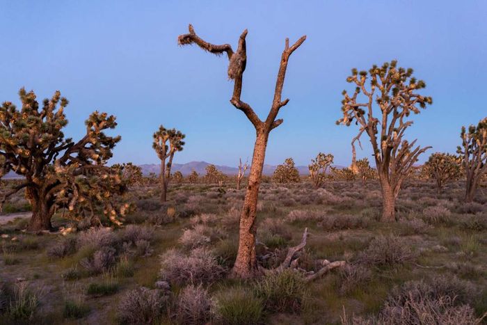 Joshua Tree National Park during twilight
