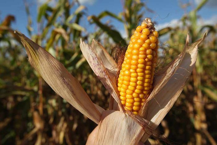 Corn Harvest Underway In Brandenburg
