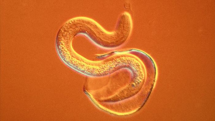 microscopic view of a nematode
