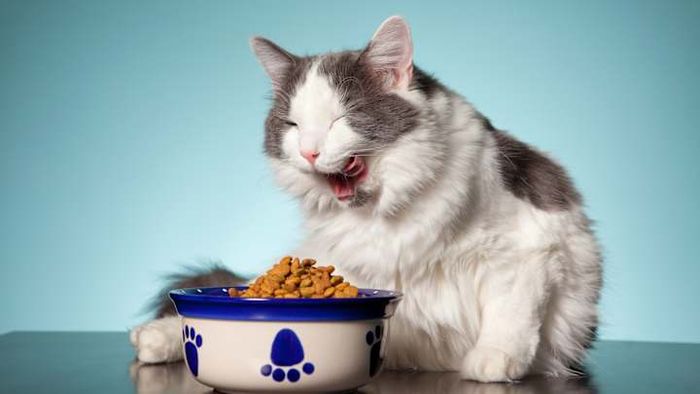 Wondering which cat food brands are ideal for your furry friend? Experts share their insights.
