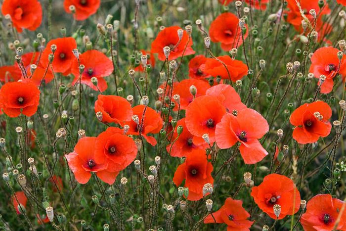 Poppies, Cotswolds, Oxfordshire, UK