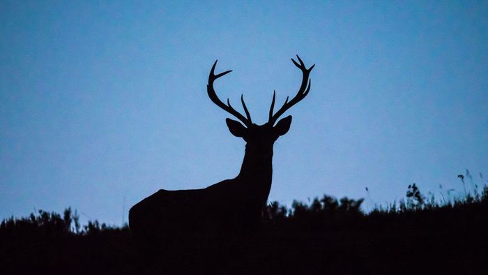 Silhouette of a deer
