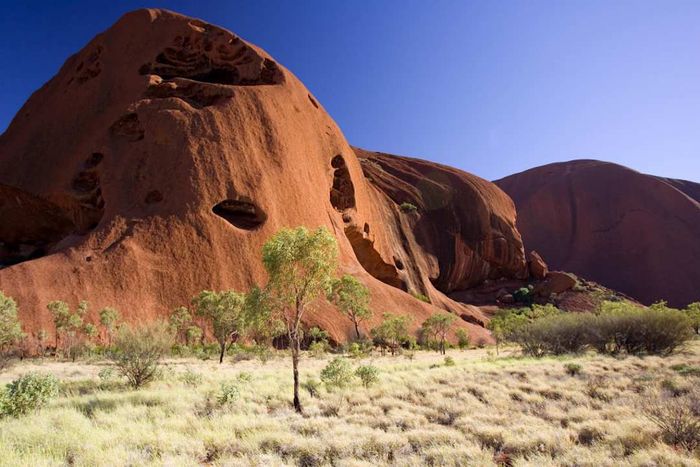 Trees at the Foot of Ayers Rock, Australia