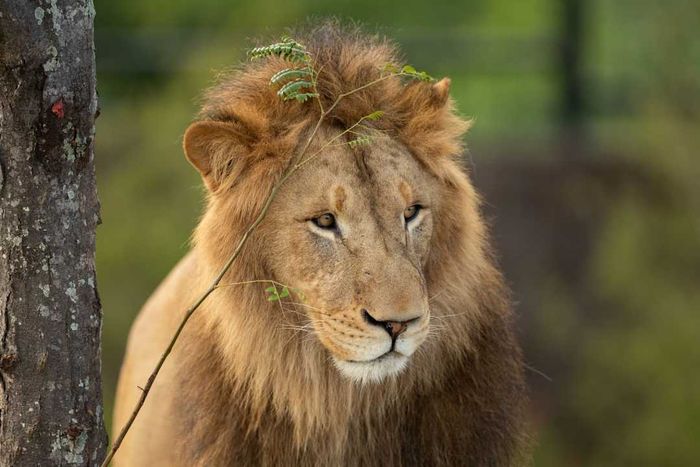 Behind The Scenes At Sydney Zoo