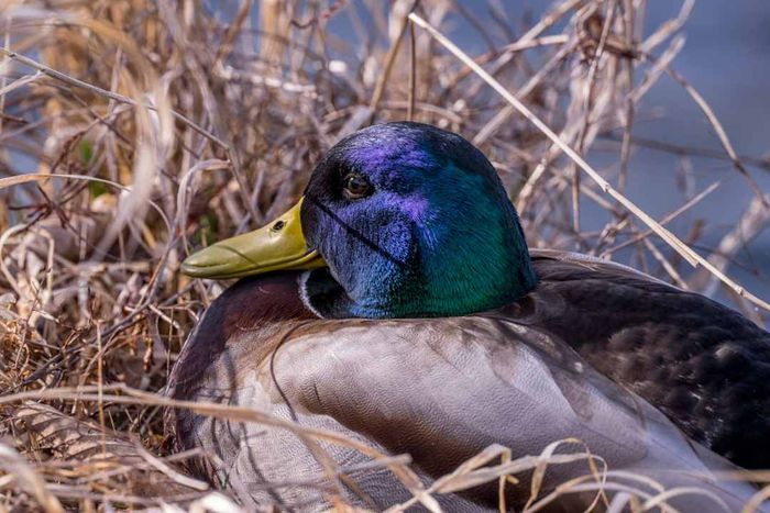 A male mallard duck (Anas platyrhynchos) resting on...