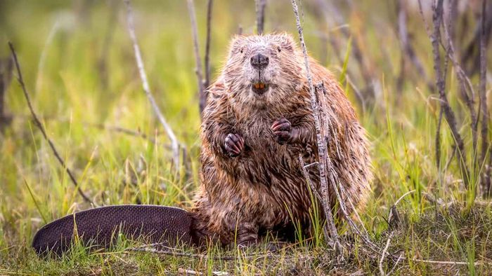 A beaver looking directly at the camera