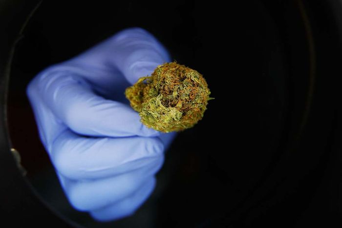 Colorado Pioneers the Liberalization of Marijuana Legislation