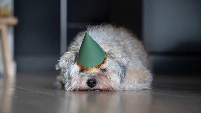 A dog wearing a party hat, looking dejected