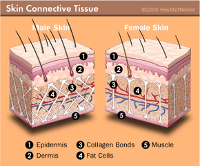 Connective tissue in the skin