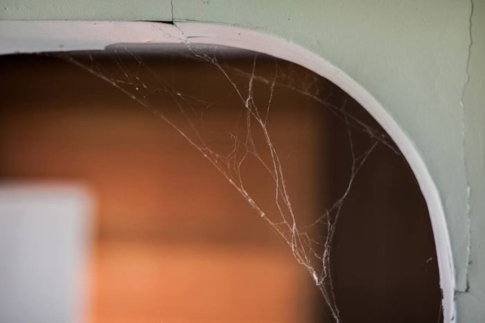 Cobwebs in the home
