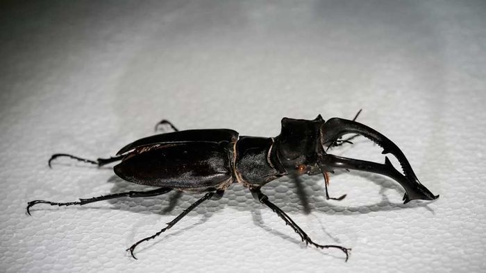 Insect Species Displayed at Insect Museum in Manisa, Turkey