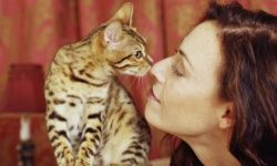 feline
