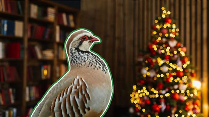 This partridge is clueless about the origins of the song “The Twelve Days of Christmas.”