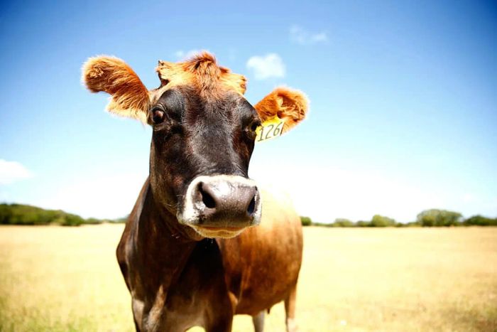New Zealand Faces Potential Drought