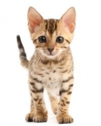 feline