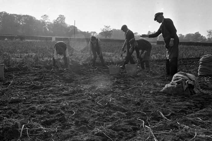 Potato Growers