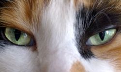 feline