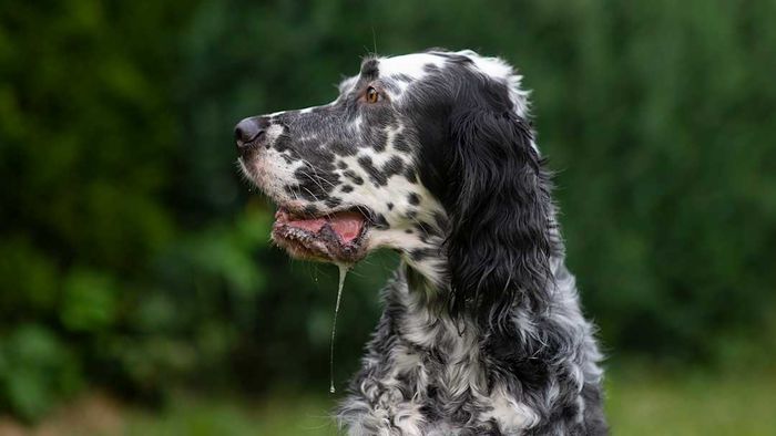 Profile of a slobbering dog.