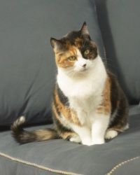 feline
