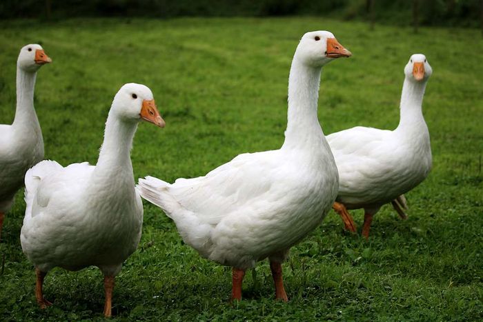 A group of white geese gathered in a field.