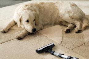 The dog keeps a close watch on the vacuum cleaner
