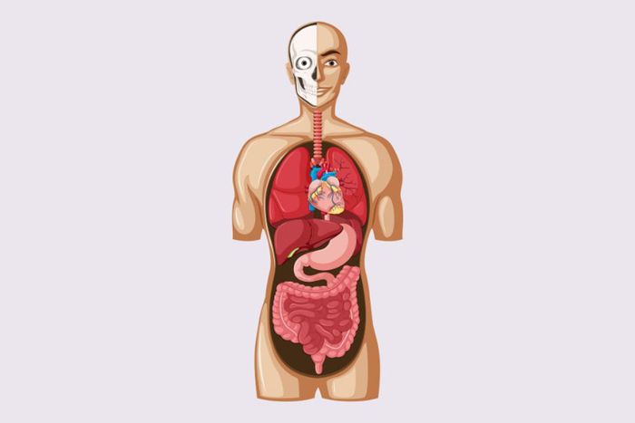 Cấu trúc và vai trò của cơ thể