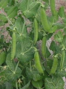 Doperwt_rijserwt_peulen_Pisum_sativum