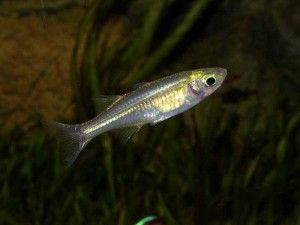 fish