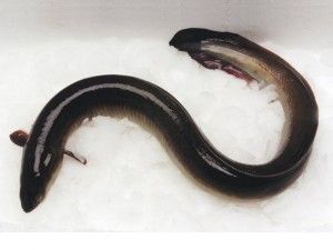 13331_whole_eel_global