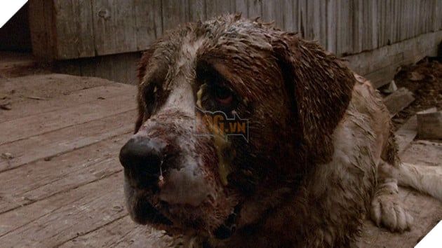 Sự Trở Lại Đầy Kịch Tính Của Chú Chó Dữ Trong Bộ Phim Cujo Trên Màn Ảnh Rộng 3