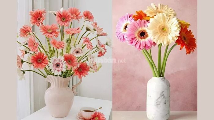 Hoa đồng tiền tượng trưng cho sự may mắn và thịnh vượng