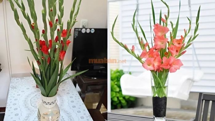 Hoa lay ơn tượng trưng cho sự kiên định và ý chí vươn lên mạnh mẽ