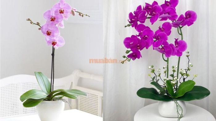 Dùng hoa lan trong lễ cúng khai trương để cầu mong công việc làm ăn suôn sẻ và thành công