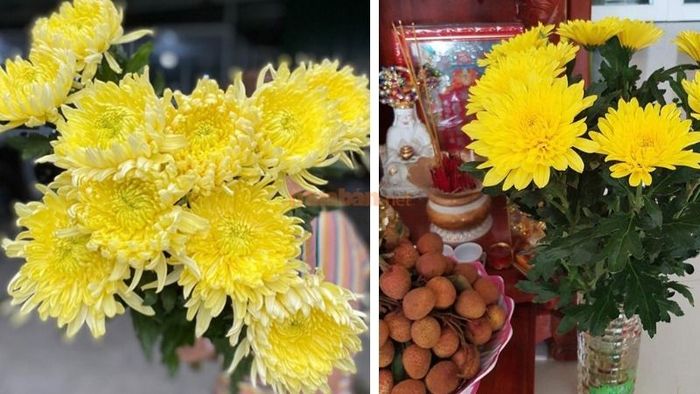 Việc đặt hoa cúc vàng trên mâm cúng khai trương sẽ mang đến nhiều may mắn