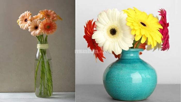 Hoa đồng tiền mang vẻ đẹp thanh lịch nhưng vẫn đầy thu hút