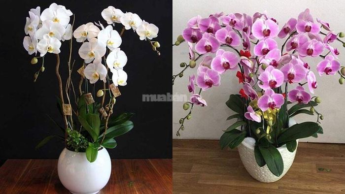 Vẻ đẹp thanh nhã của hoa lan khiến nó trở thành lựa chọn hàng đầu để trưng bày trong các dịp đặc biệt
