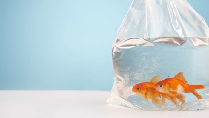 No joke, the TSA confirmed this is allowed.