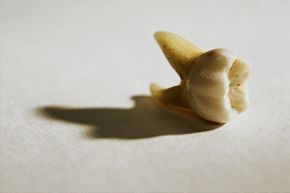 A tooth isolated on a white backdrop
