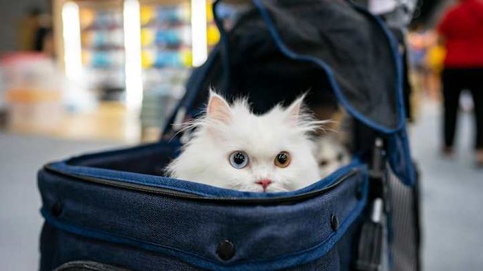 Certain cities stand out for their exceptional cat-friendly amenities.