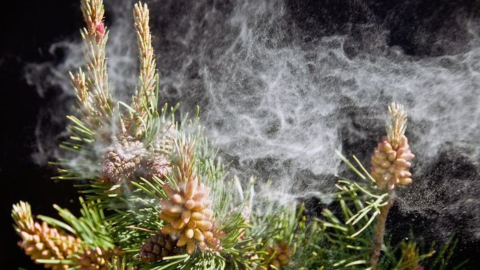 pollen from trees
