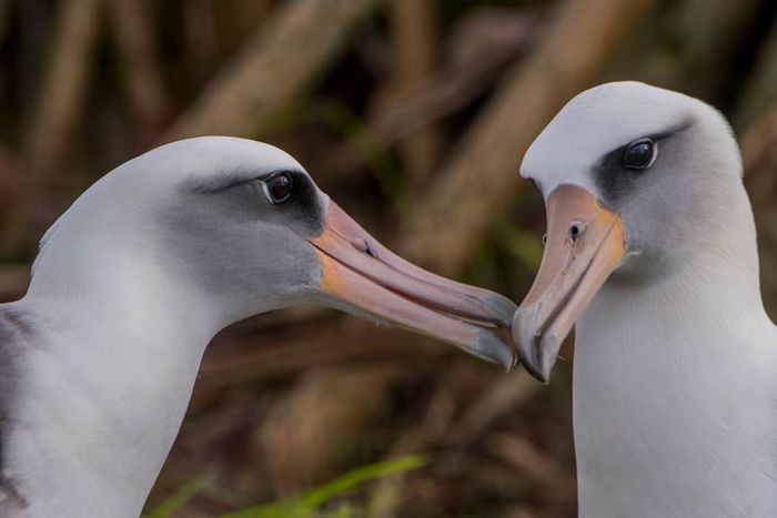 A pair of Moli, or Laysan albatrosses