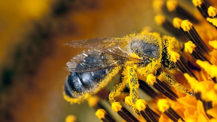 bee covered in pollen
