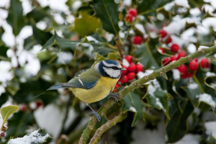 Blue Tit in a Snowy Landscape