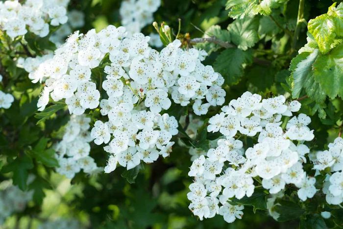 Hawthorn Blossom, United Kingdom