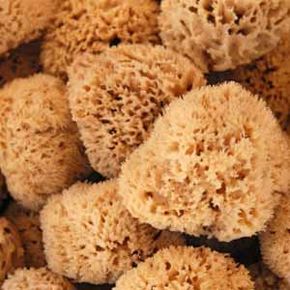 Sea sponges from the ocean's depths.