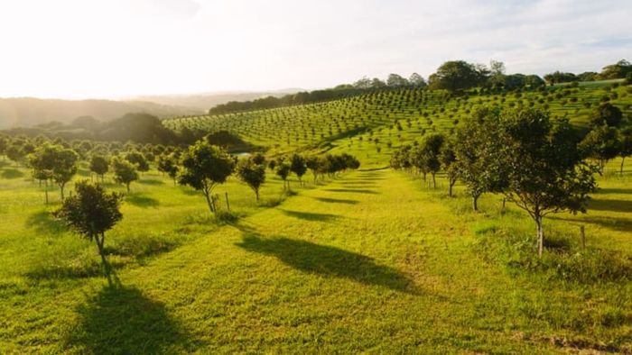 An Australian macadamia orchard brimming with the nation's native drupe.
